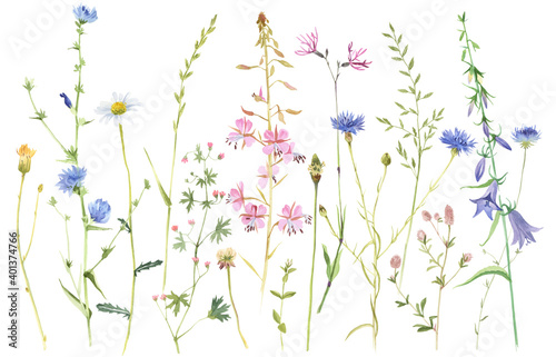 Hand painted watercolor meadow herbs and flowers
