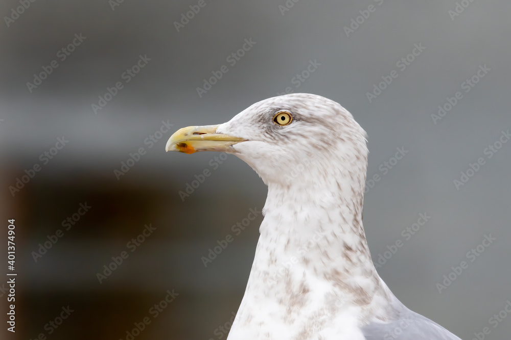 Portrait of a an American hering gull in third winter Portrait of a an American hering gull in third winter