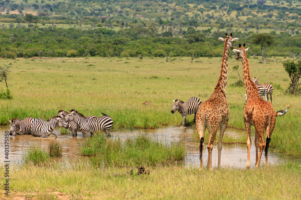 Naklejka premium real life at a waterhole in Kenya