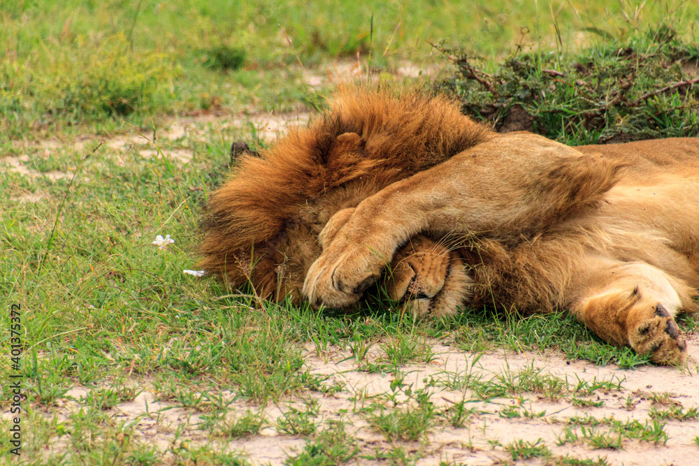 Naklejka premium Lion King is sleeping. 