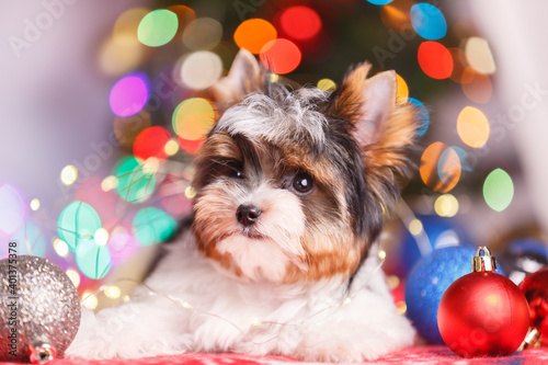 Studio photography of a Biewer Yorkshire Terrier on Christmas decorations