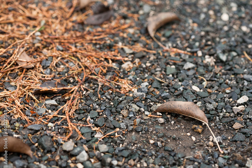 Sprouted grass Bird highlander and withered leaves on the parking lot cover made of asphalt crumbs. In the autumn after the rain. Narrow focus. Sprouted grass Bird highlander and withered leaves on the parking lot cover made of asphalt crumbs. In the autumn after the rain. Narrow focus.