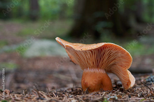 Edible mushroom Lactarius deterrimus in the spruce forest. Known as false saffron milkcap or orange milkcap. Wild mushroom growing in the needles.