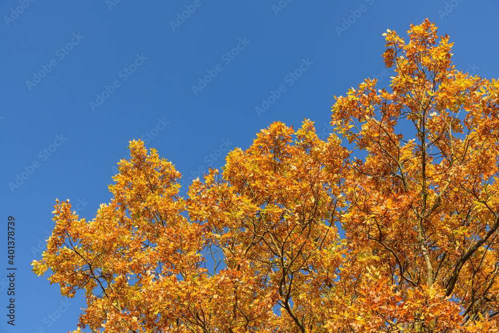 orange autumn oak tree leaves against blue sky on sunny day orange autumn oak tree leaves against blue sky on sunny day