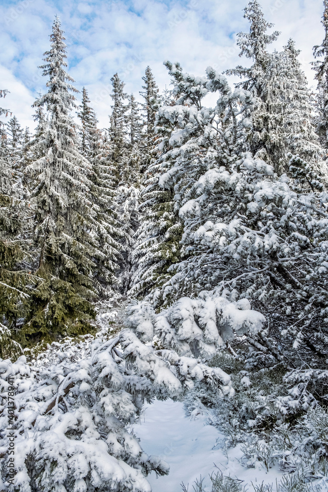 Snowy coniferous forest in Low Tatras mountains, Slovakia, winter scene