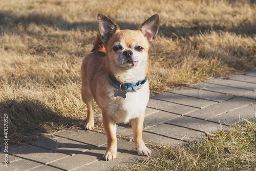 red-haired Chihuahua dog stands in full growth on the street  sticking out his tongue and looking at the camera 