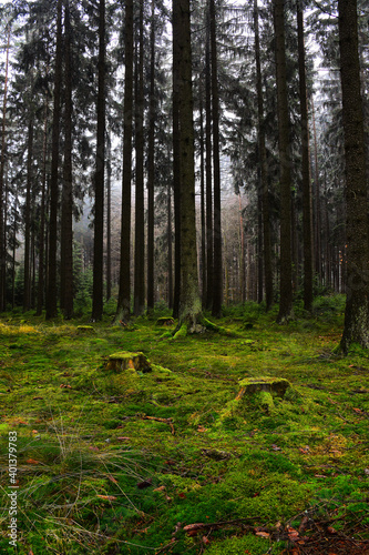 Fairytale forest with the moss on the ground and fog in the background © Magdalena