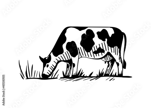 Rural landscape with a dairy cow grazing in the meadow. Cattle eat grass, udders full of milk. Vector sketch in cartoon style for icons, logos, prints. Isolated illustration on white background