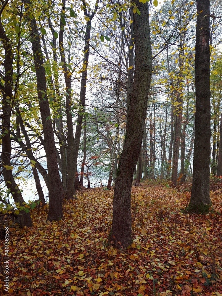 Leaves in the forest Leaves in the forest