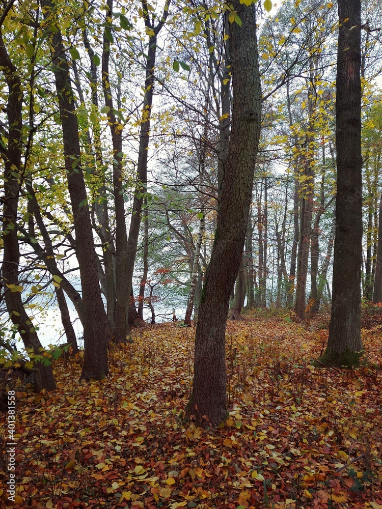 Leaves in the forest