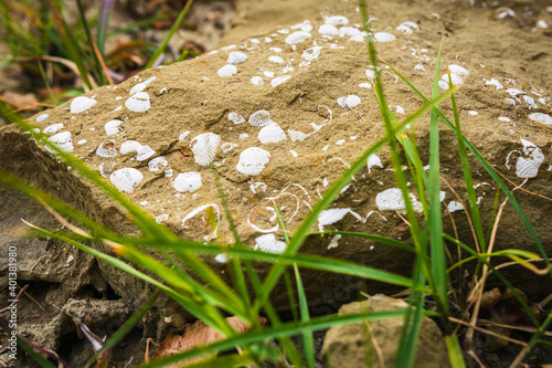 Close up of prehistorical artifacts-shell fossils in stone in Pantishara - Datvis khevi valley in Vashlovani national park photo
