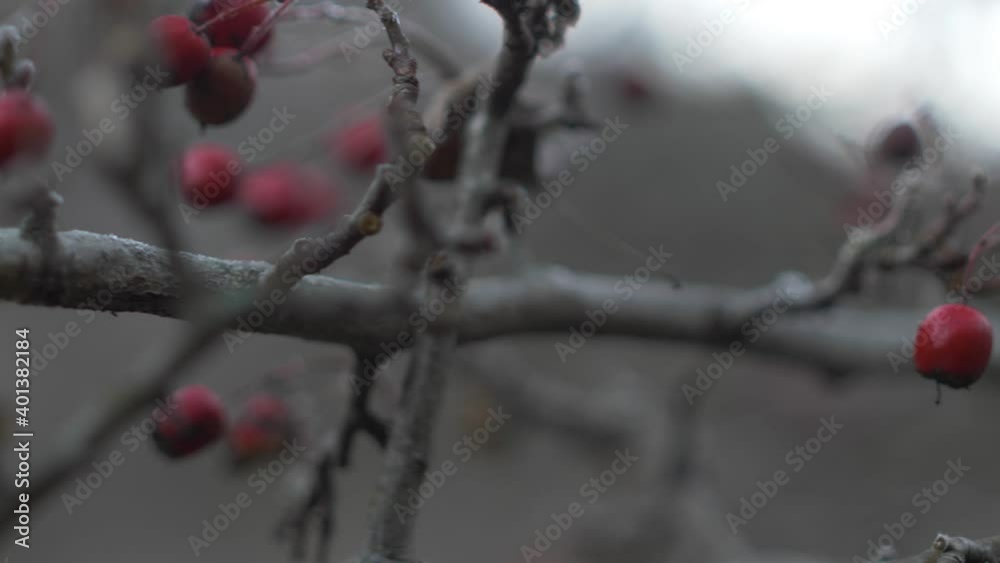 We have a clip with a rosehip branch in the tree. A story setting in the Doftana Valley Romania. A wonderful bright red plant in the tree. We have a clip with a rosehip branch in the tree. A story setting in the Doftana Valley Romania. A wonderful bright red plant in the tree.