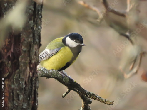 Beautiful Great tit (Parus major) perching on a tree branch, making eye contact with the viewer of the image. Behind the bird there is a blurry background composed from the colours of autumn.