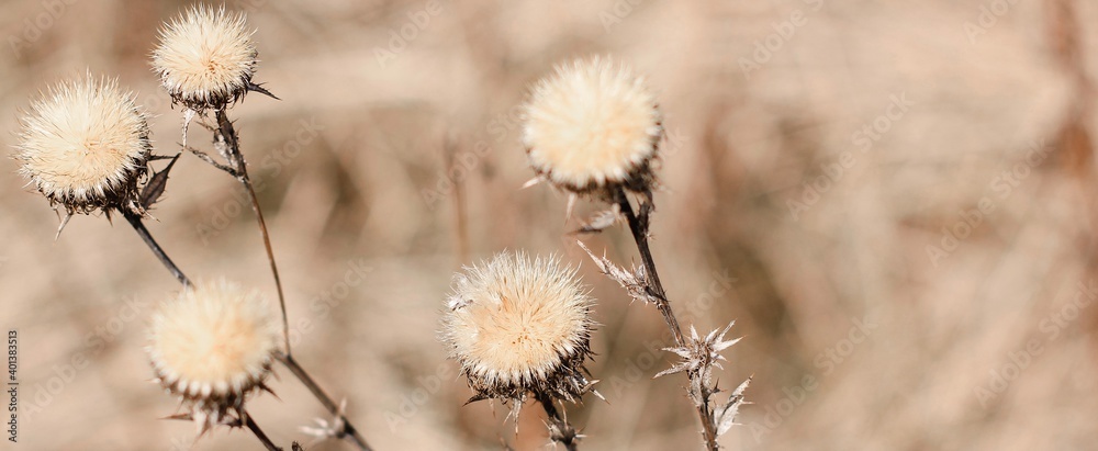 Dry thistle plant growing in the field. Natural floral banner. Selective focus. Dry thistle plant growing in the field. Natural floral banner. Selective focus.