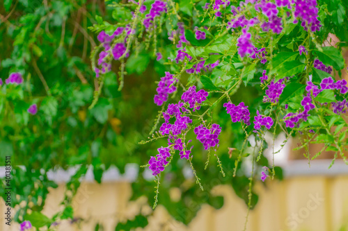 flowers