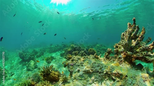 Wallpaper Mural Tropical colourful underwater seascape.The underwater world with colored fish and a coral reef. Philippines. Torontodigital.ca