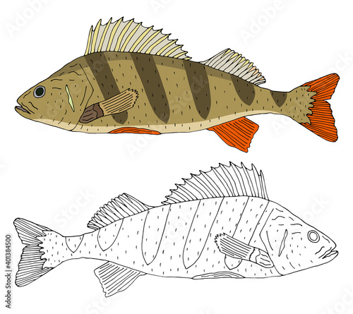 River perch fish isolated, hand drawing. Set of beautiful fish in color and black with white. Vector illustration.