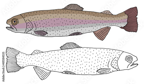 Rainbow trout fish icon isolated, hand drawing. Set of beautiful fish in color and white with black. Vector illustration