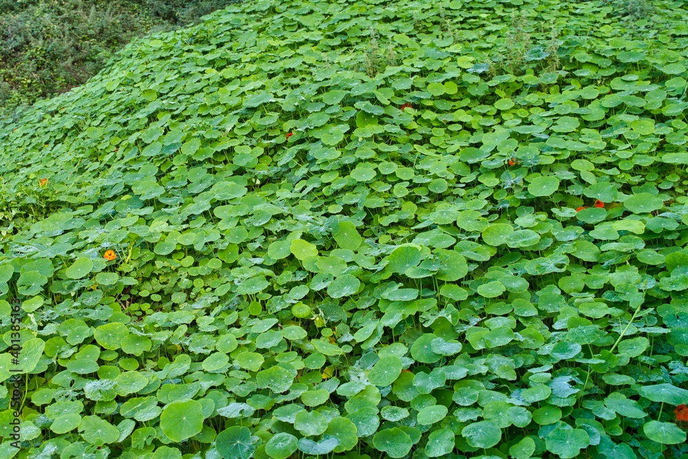Natural blanket of green leaf plant Natural blanket of green leaf plant