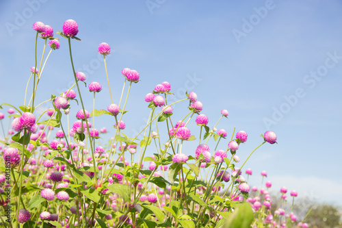Globe amaranth or Bachelor Button or Gomphrena globosa in the garden for wallpaper or backgrpund