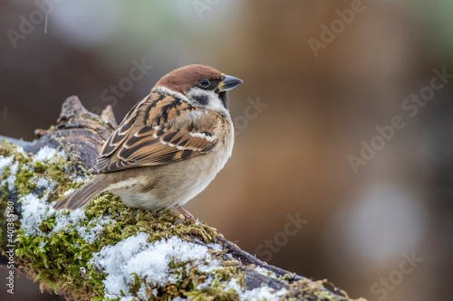 Feldsperling (Passer montanus) photo