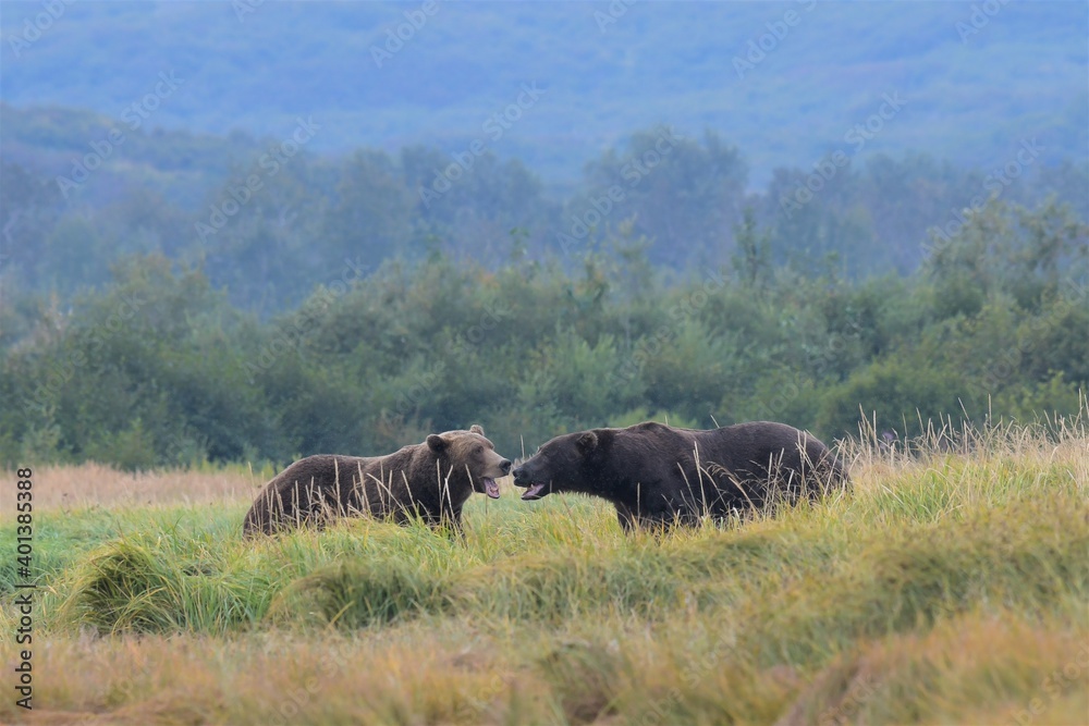 Paarungsbereit - Zwei Grizzlybären in  der Wildnis von Alaska