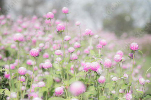 blur picture and vintage style Globe amaranth or Bachelor Button or Gomphrena globosa in the garden for wallpaper or backgrpund