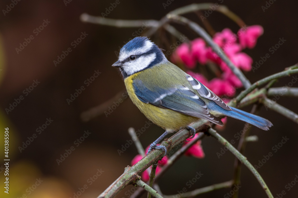 Obraz premium Blaumeise (Cyanistes caeruleus)