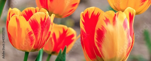 Beautiful yellow  orange and red tulips in a flowerbed. Floral natural spring banner. 