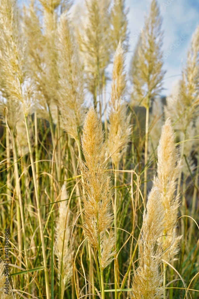 Fototapeta premium Plants and grass by the sea