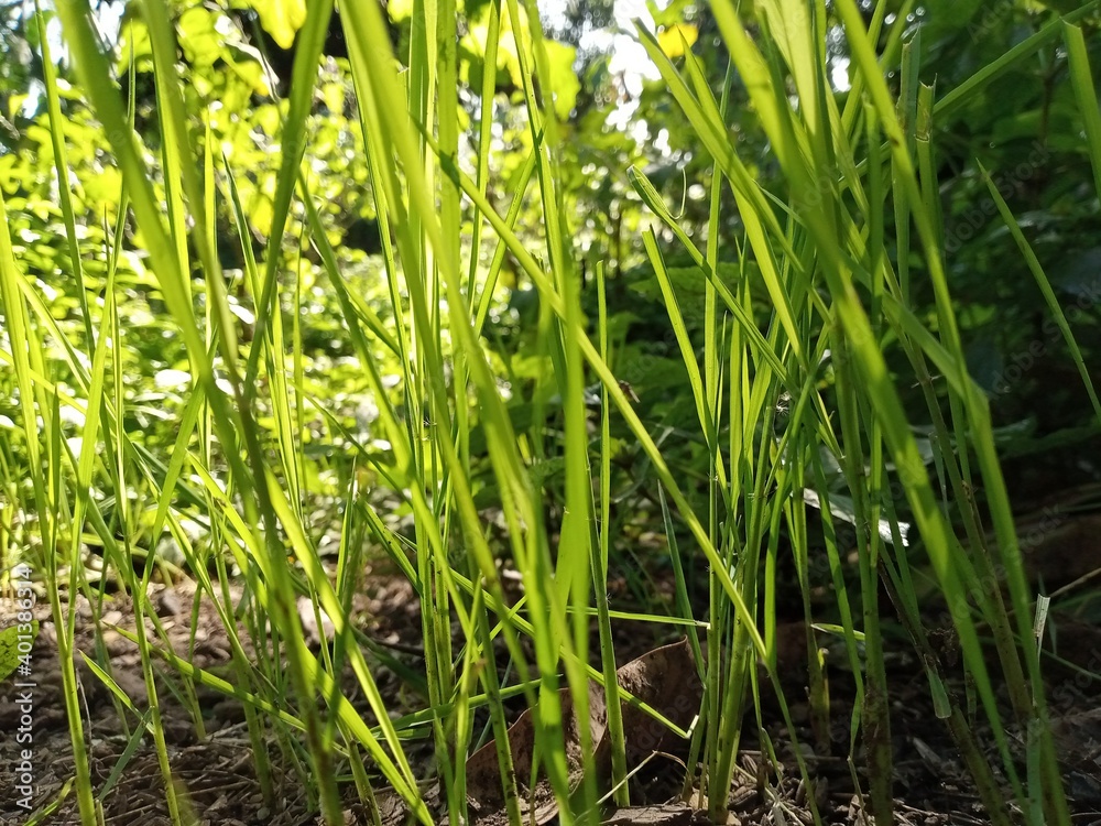 grass grass
