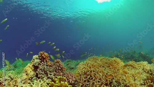 Wallpaper Mural Coral reef underwater with tropical fish. Hard and soft corals, underwater landscape. Travel vacation concept. Philippines. Torontodigital.ca