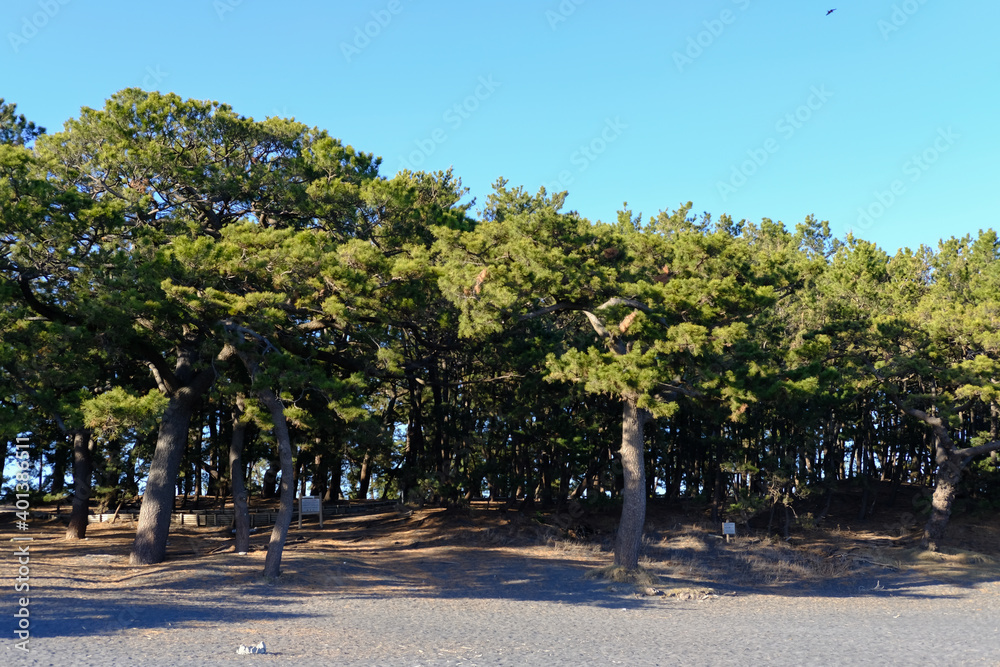 静岡県三保の松原