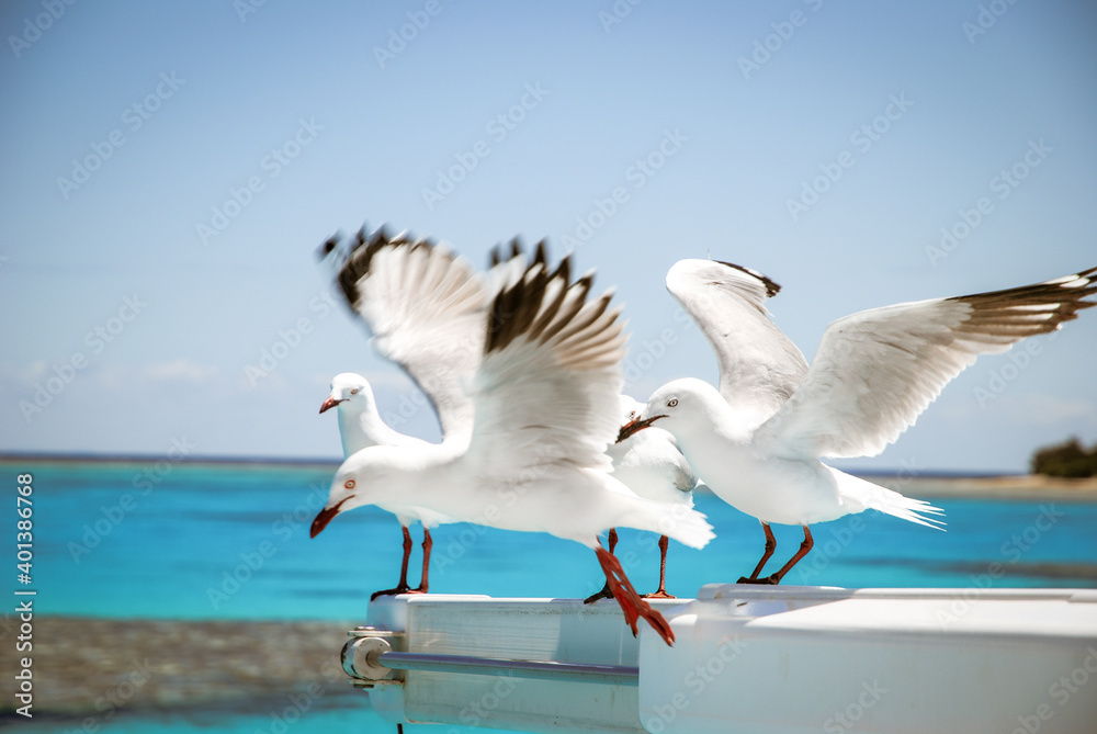 Fototapeta premium seagull in flight, Australia