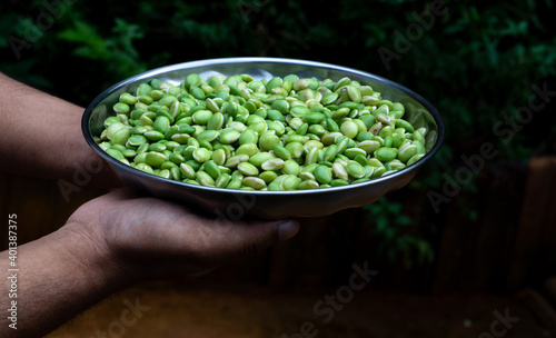 Human hands holding a plate of lima beans