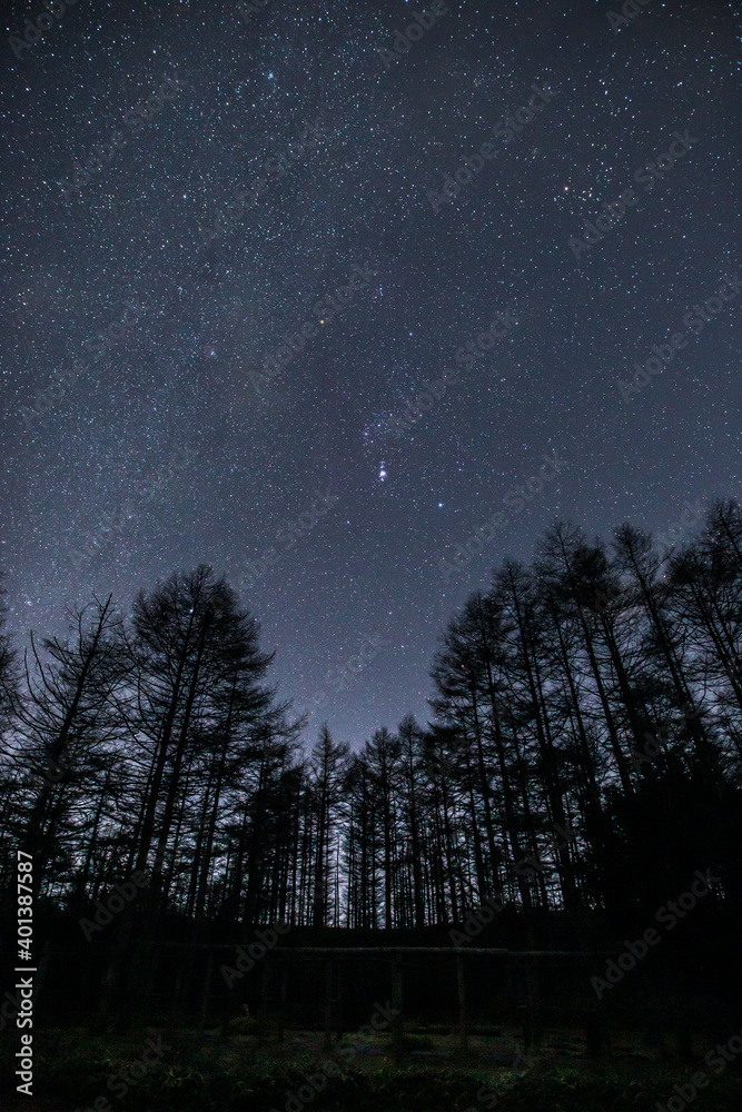 長野県高ボッチ高原からカラ松林と冬の星空