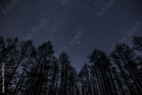 長野県高ボッチ高原からカラ松林と冬の星空 © Umibozze