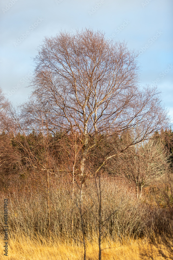 Landscape with large birch in the High Fens in Belgium