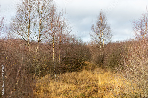 Landscape with large birch in the High Fens in Belgium