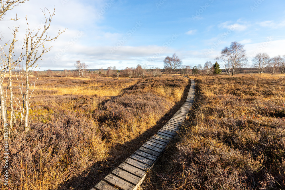 Boardwalk thought the moorland of the high fens in Belgium