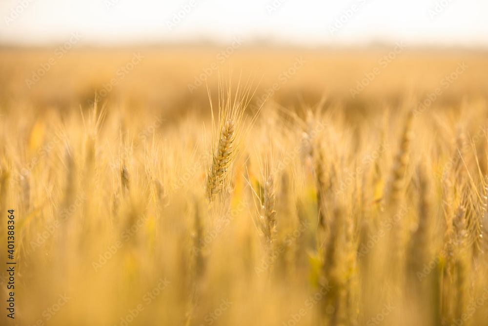 Wheat Field Wheat Field