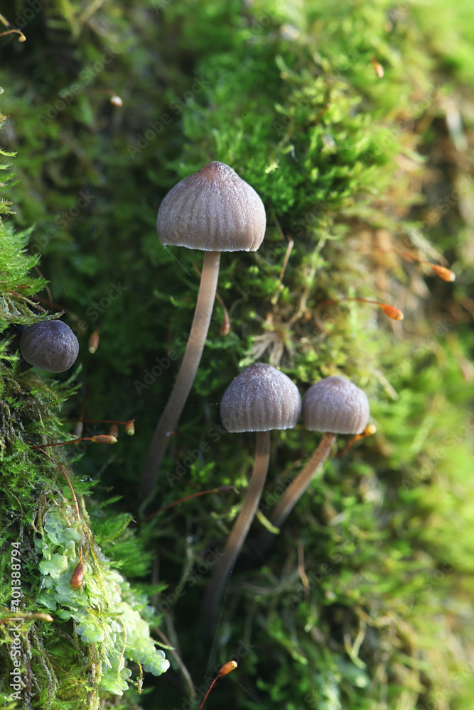 Mycena erubescens, known as bitter mycena, wild mushroom from Finland