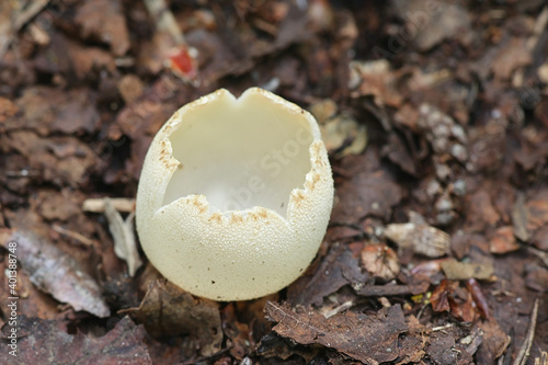 Tarzetta catinus, also called Galactinia pustulata or Peziza pustulata, commonly known as Greater Toothed Cup fungus, wild mushroom from Finlnad photo