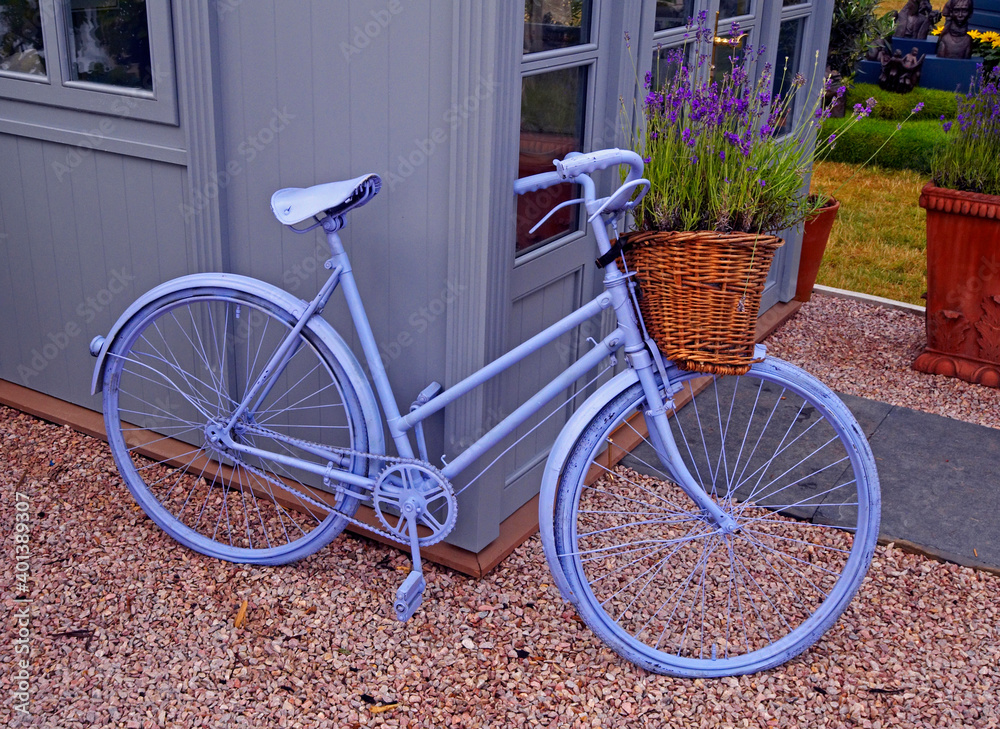 Decorative mauve bicycle with lavender making a garden display
