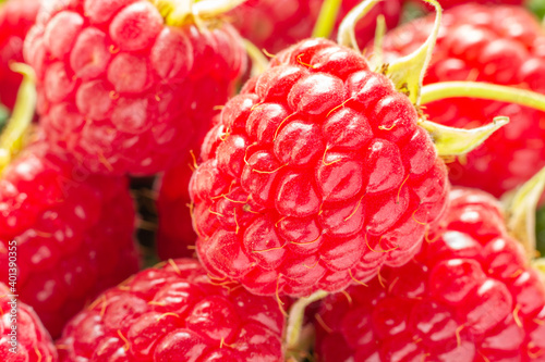 Fresh organic raspberry close-up. Background ripe red  raspberry fruit. Organic gardening. Harvesting a new crop.