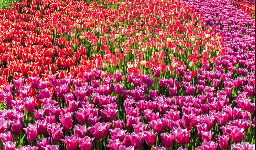 Spring tulip. Field of beautiful tulips. Multi colored tulips. Spring tulip. Field of beautiful tulips. Multi colored tulips.