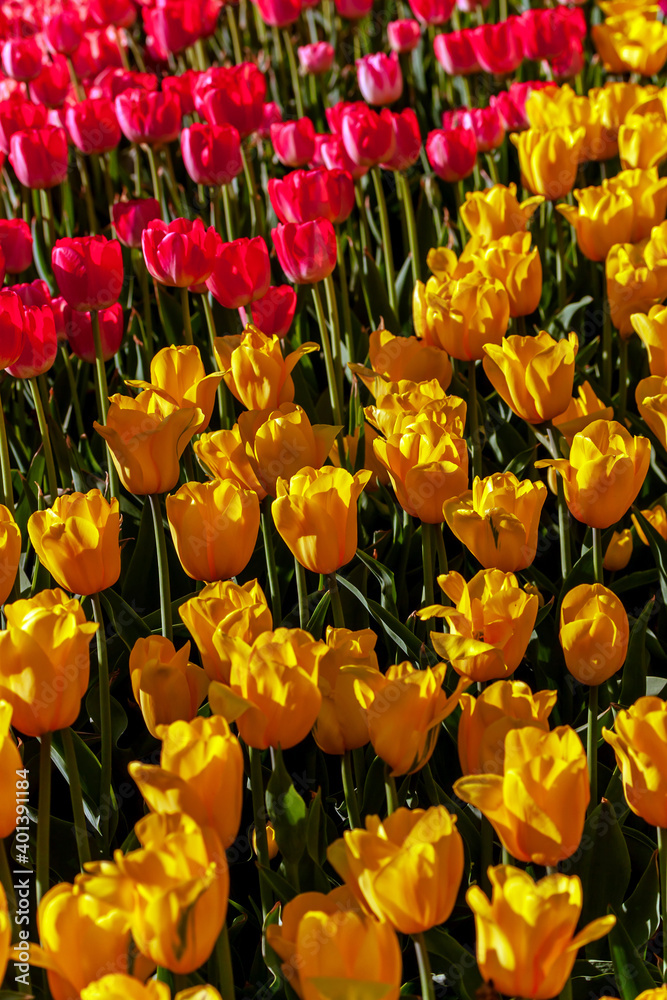 Dutch flowers Tulips illuminating yellow Colors Dutch flowers Tulips illuminating yellow Colors