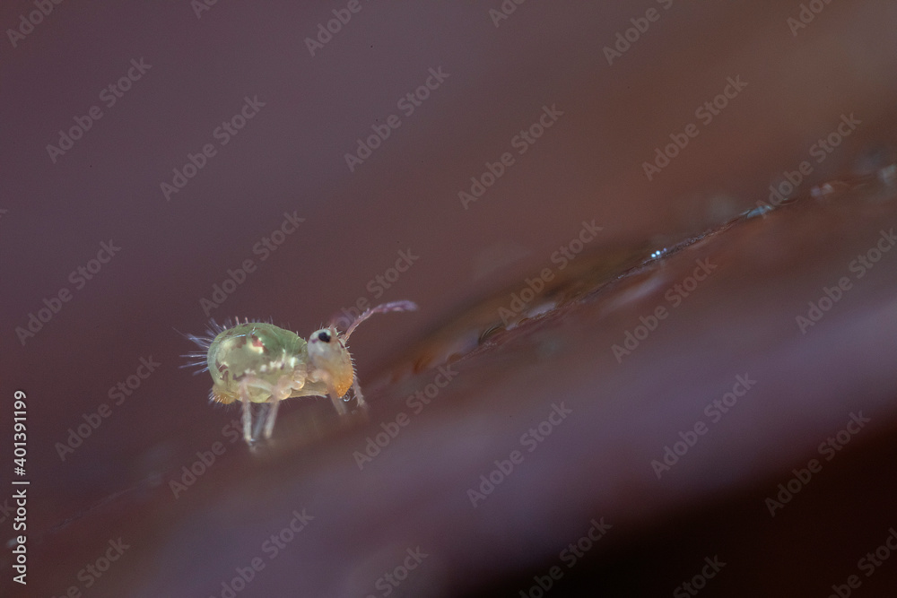Naklejka premium Collembole Dicyrtomina ornata en gros plan