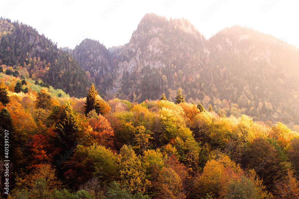 The magical colors of autumn in the forest of Svaneti