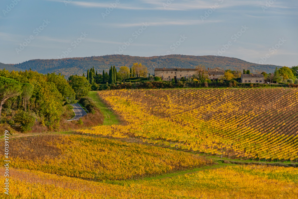 colorful autumnal vineyards of Chianti in the province of Siena